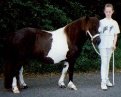 Zuchtstute Garinda van de Noord (Shetland Pony, 1992, von Carlos van Heesselt)