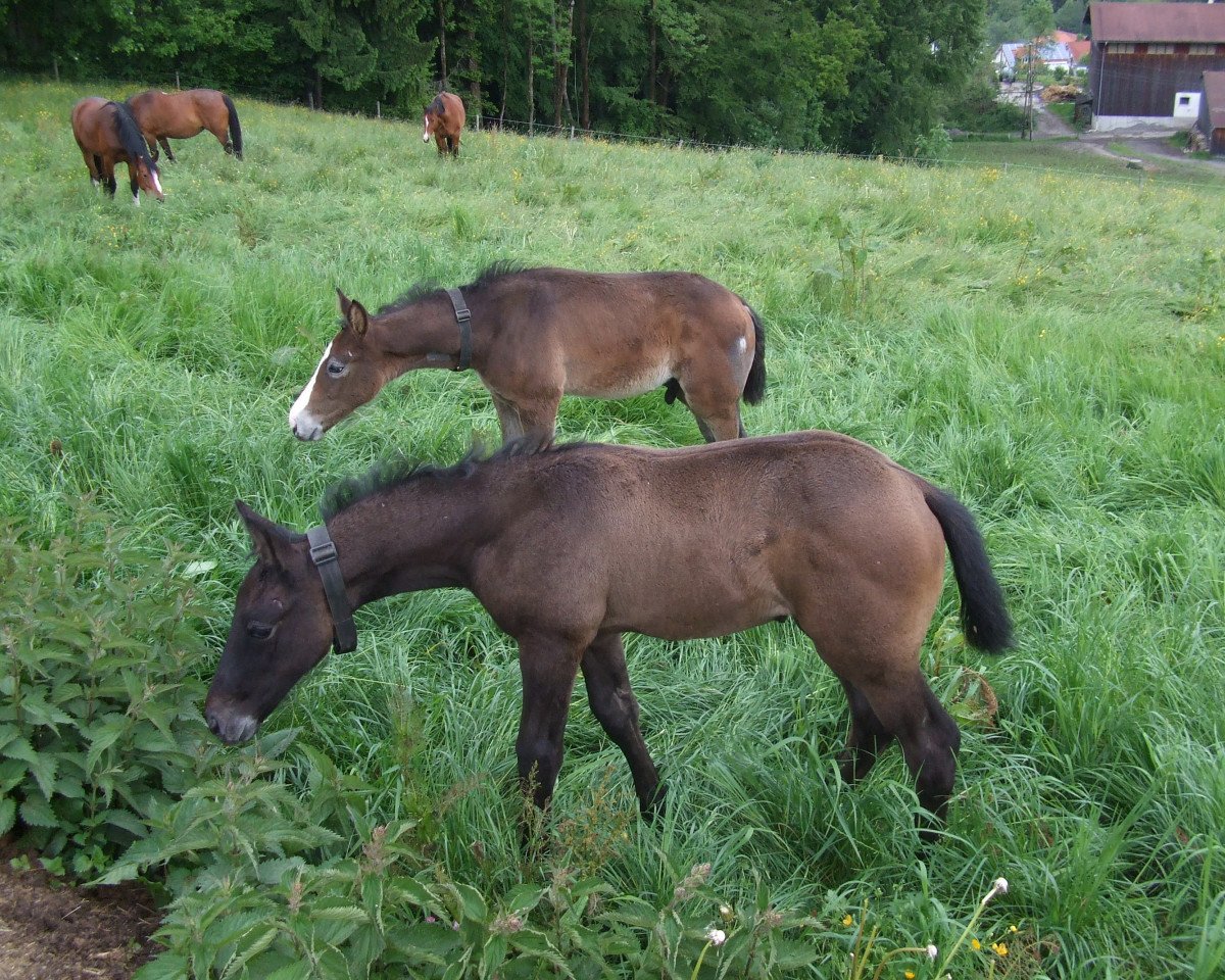 broodmare Canbellina (Oldenburg show jumper, 2014, from Can Fly Berlin)