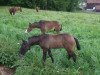 broodmare Canbellina (Oldenburg show jumper, 2014, from Can Fly Berlin)