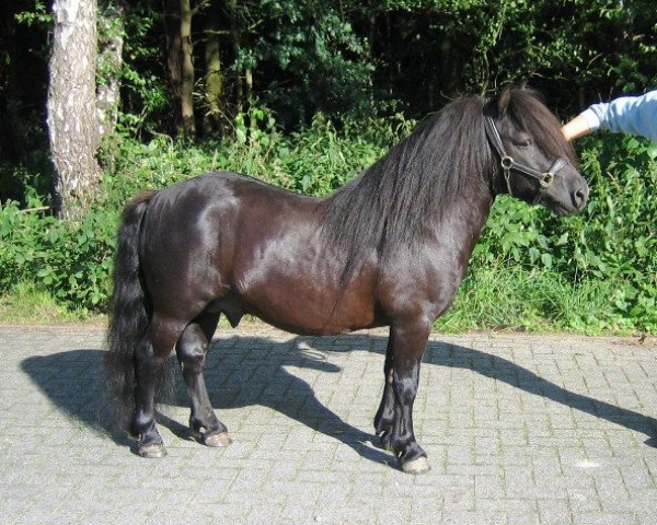 stallion Furi van de Vier Hoeven (Shetland Pony, 1991, from Mustang van Bunswaard)