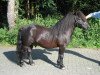 Deckhengst Furi van de Vier Hoeven (Shetland Pony, 1991, von Mustang van Bunswaard)