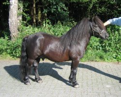 stallion Furi van de Vier Hoeven (Shetland Pony, 1991, from Mustang van Bunswaard)