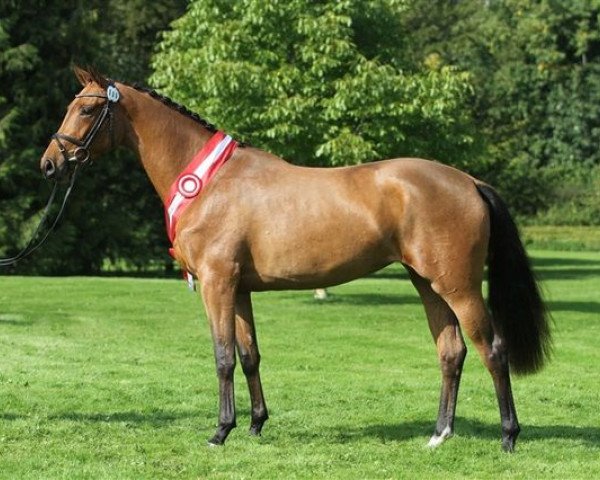 broodmare Haya (Hanoverian, 1999, from Heraldik xx)