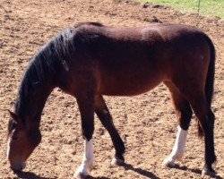 broodmare Candy Cain (Oldenburg show jumper, 2012, from Monte Cain)