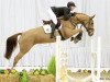 broodmare Thea van Heins (Hanoverian, 2008, from Toronto)