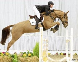 broodmare Thea van Heins (Hanoverian, 2008, from Toronto)