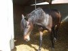 broodmare Golden Qualita (Oldenburg show jumper, 2012, from Monte Cain)