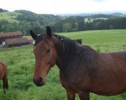 broodmare Catoki's Blind Date (Holsteiner, 2008, from Catoki)