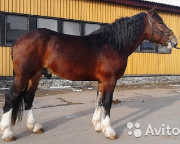 stallion Lutchisty (Vladimir Heavy Draft,  )