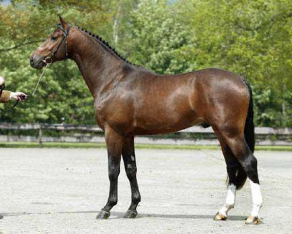 stallion Tenerife (KWPN (Royal Dutch Sporthorse), 2000, from Raphael)