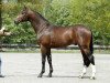 stallion Tenerife (Royal Warmblood Studbook of the Netherlands (KWPN), 2000, from Raphael)