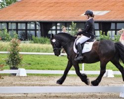 dressage horse King Kardiz (unknown, 2009)