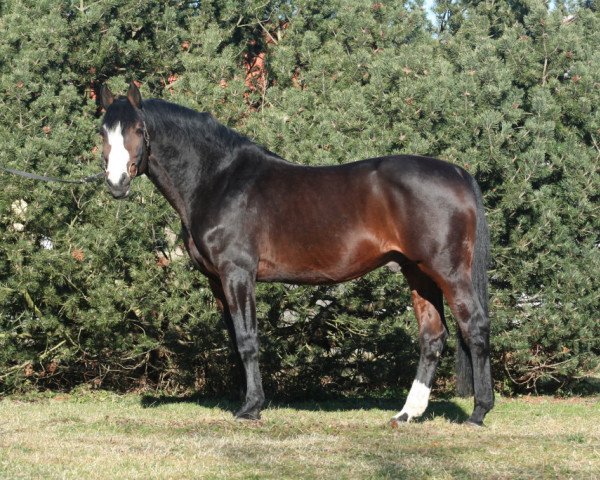 stallion Limited (Holsteiner, 1991, from Lord)