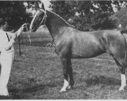 broodmare Erica (Gelderland, 1963, from Alex)