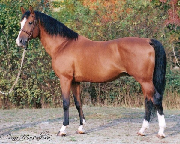 stallion Fors-Gedos (Czech Warmblood, 1990, from Fors xx)