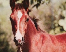 jumper Caymán LS (Mexican Riding Horse, 2012, from Casall)