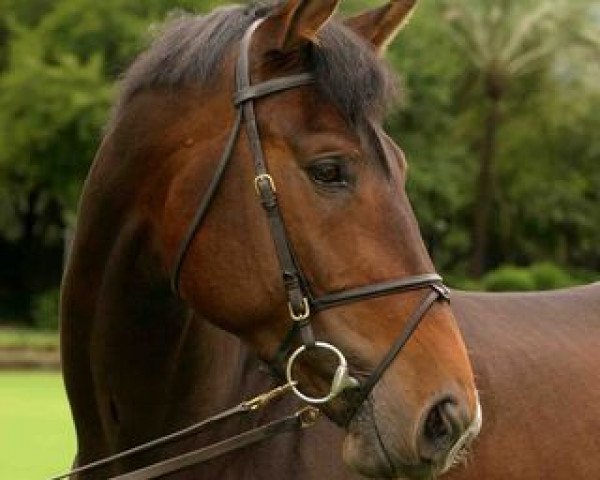 stallion Manzanillo Ls (Sporthorse La Silla, 2005, from Fergar Mail)