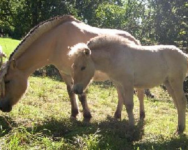 horse Golden Honey (Fjord Horse, 2008, from Kjartan)