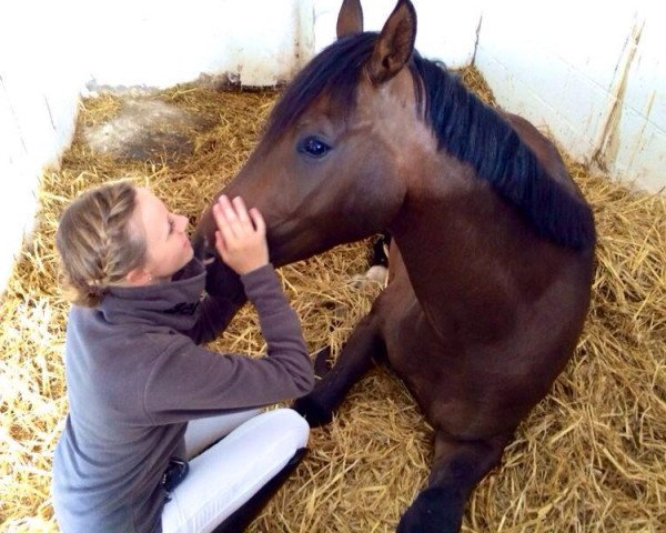 dressage horse Finley (Hanoverian,  , from For Compliment)