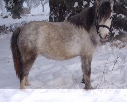 horse Gonnie (Welsh mountain pony (SEK.A), 2011)