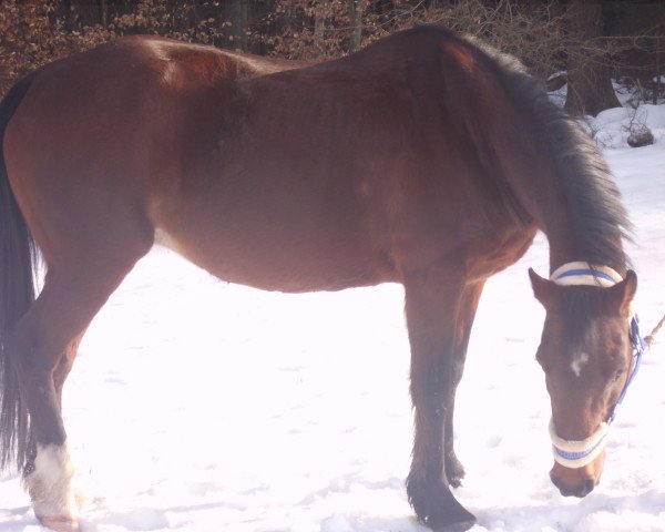 Pferd Breeze (Welsh-Cob (Sek. D), 2004)