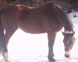 horse Breeze (Welsh-Cob (Sek. D), 2004)