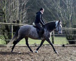 Zuchtstute Delicia (Lusitano, 2008, von Vento)