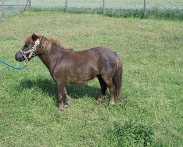 Zuchtstute Indra (Shetland Pony (unter 87 cm), 2006, von Ivo van het Kromveld)