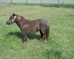 horse Indra (Shetland Pony (unter 87 cm), 2006, from Ivo van het Kromveld)