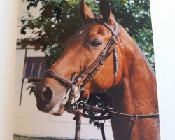 broodmare Medina 29 (German Warmblood, 1983, from Femur 1384)