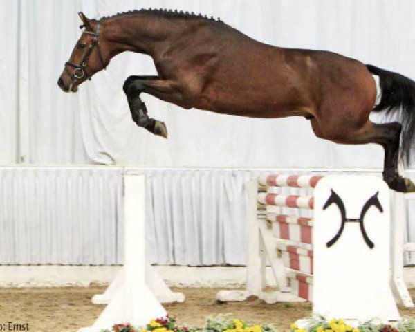 stallion Boegegaardens Chacoo Lido (Hanoverian, 2010, from Chacco-Blue)