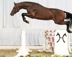 stallion Boegegaardens Chacoo Lido (Hanoverian, 2010, from Chacco-Blue)