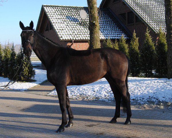 dressage horse Fritz der Große 3 (Oldenburg, 2010, from Fürst Romancier)