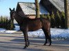 dressage horse Fritz der Große 3 (Oldenburg, 2010, from Fürst Romancier)