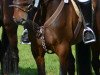 broodmare Princess IX (Holsteiner, 2000, from Lavaletto)