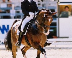 horse Cantanzaro (Hanoverian, 1993, from Calypso II)