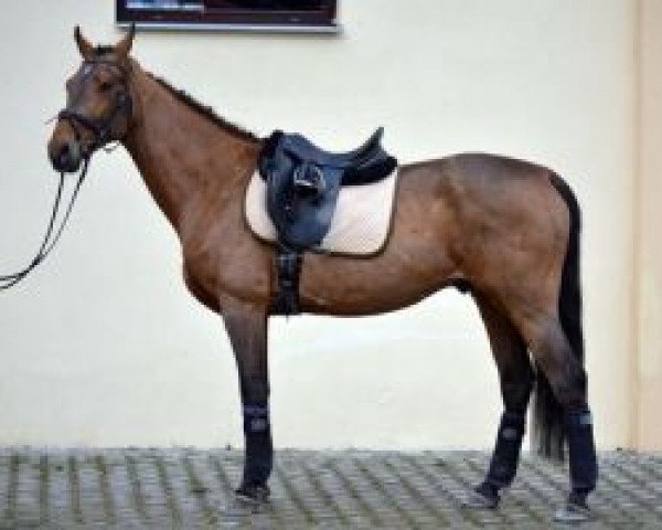 Pferd Samuel (Slowakisches Warmblut, 2009, von Cassilius)