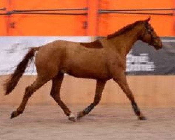 horse Skype (Hanoverian, 2010, from Shalimaro)