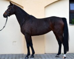 Pferd Stute von Numero Uno (KWPN (Niederländisches Warmblut), 2009, von Numero Uno)