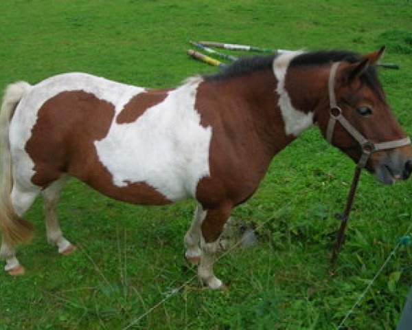 Zuchtstute Bambina (Lewitzer, 1996, von Billi II)