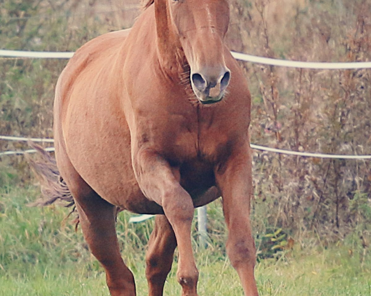 horse Tamme (Lusitano, 2011)