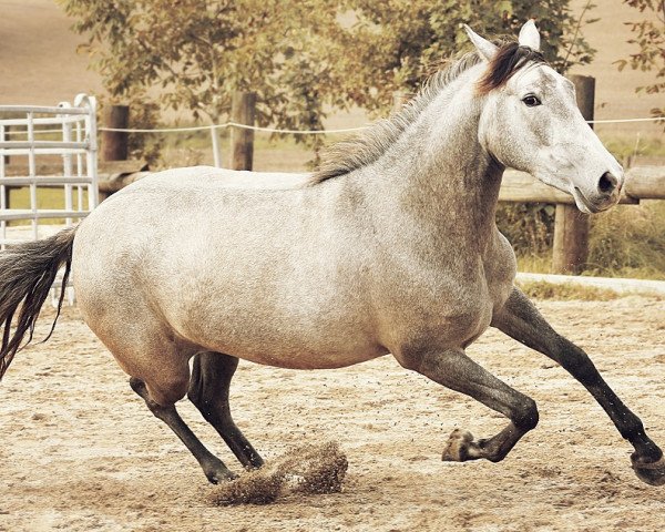 Pferd Rubina (Lusitano, 2011)