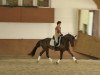 dressage horse Dancing Devine (Hanoverian, 2010, from Don Frederico)