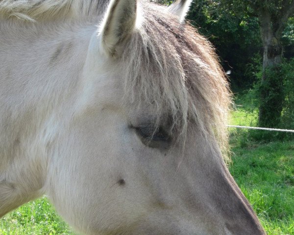 Zuchtstute Isabell (Fjordpferd, 2008, von Ismo)