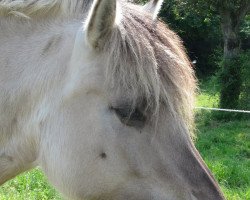 broodmare Isabell (Fjord Horse, 2008, from Ismo)