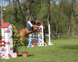 dressage horse Ragant 5 (Hessian Warmblood, 2003, from Rodman)