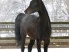 horse Desert (Arabian thoroughbred, 2011, from Wachlarz ox)