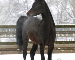 horse Desert (Arabian thoroughbred, 2011, from Wachlarz ox)