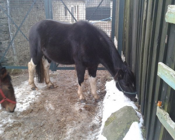 Pferd Mustang (Lewitzer, 2011)