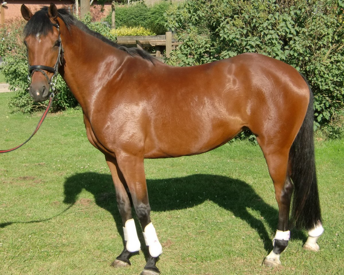 Zuchtstute Caprisonne (Rheinländer, 2004, von Chico's Boy)
